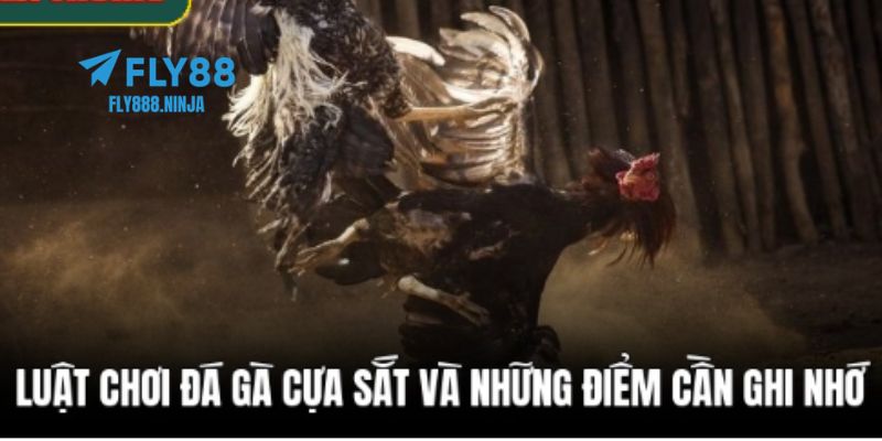 Đá Gà Cựa Sắt – Trải Nghiệm Đẳng Cấp Và An Toàn Tại FLY88 3 Luật chơi đá gà cựa sắt chuẩn xác nhất hiện nay